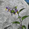 solanum dulcamara